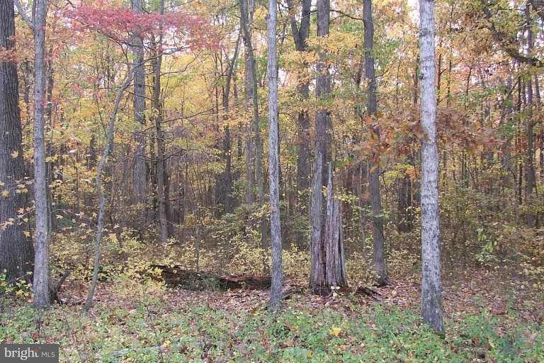 Crapo Road Crapo, MD 21626 - Photo 1 of 1 a view of a forest