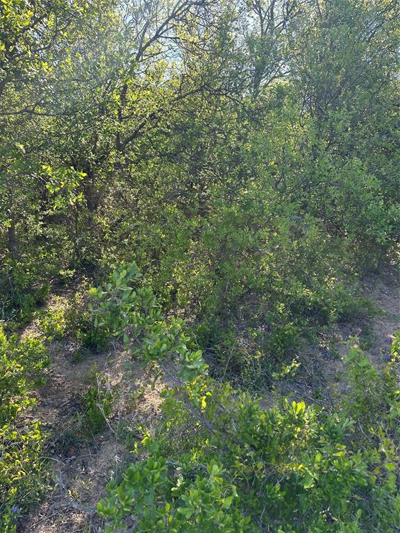 2247 Highway 2247 Comanche, TX 76442 - Photo 6 of 10 a view of a lush green forest