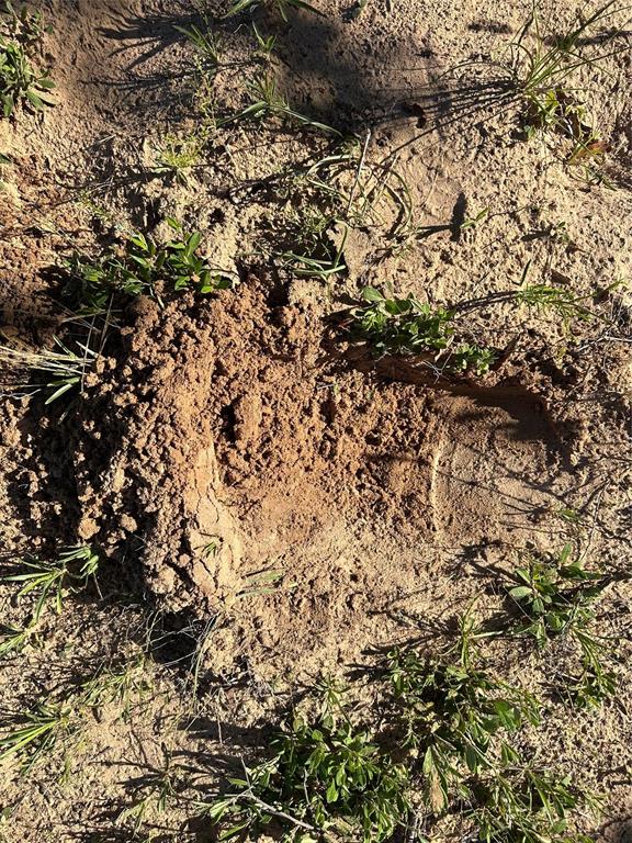 2247 Highway 2247 Comanche, TX 76442 - Photo 7 of 10 a view of a tree