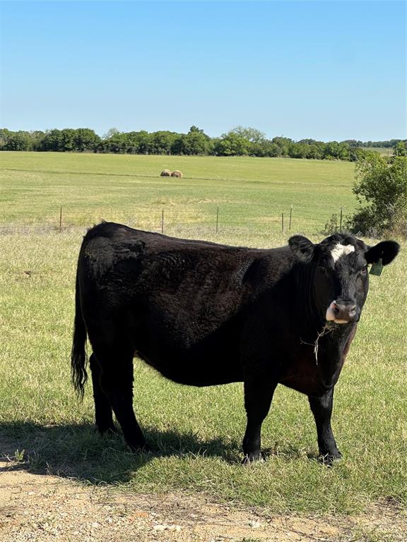 2247 Highway 2247 Comanche, TX 76442 - Photo 9 of 10 a view of a lake from a yard