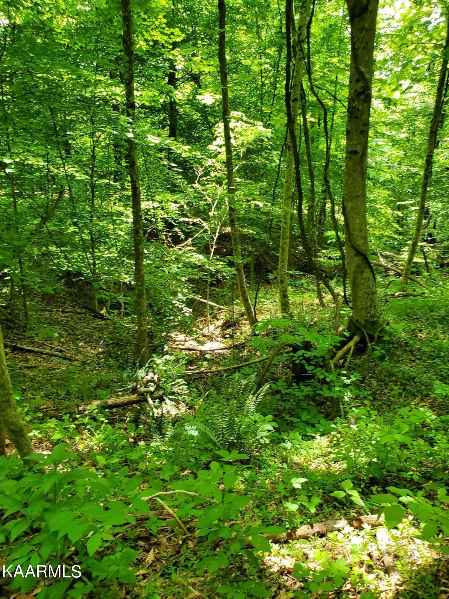 0 Lick Branch Road New Tazewell, TN 37825 - Photo 11 of 24 Gallery Image 11