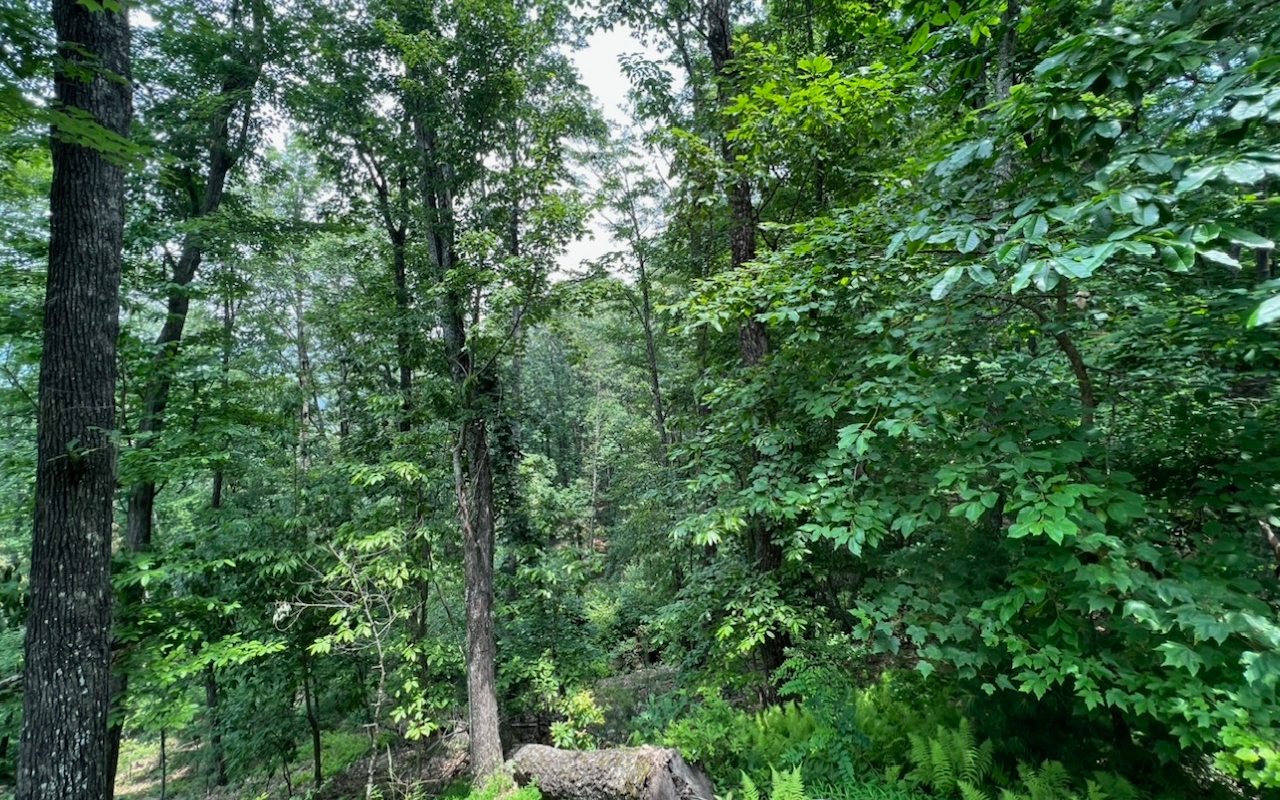 Lt140 Genessee Path Blue Ridge, GA 30513 - Photo 15 of 19 Additional View