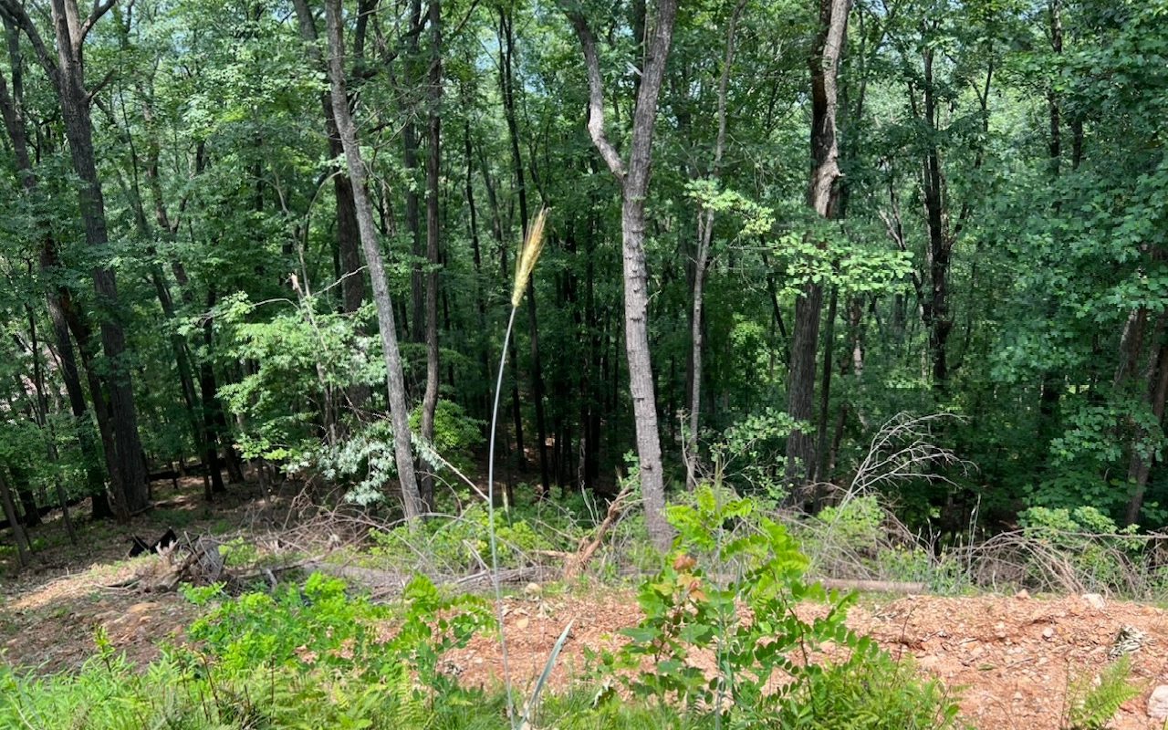 Lt140 Genessee Path Blue Ridge, GA 30513 - Photo 2 of 19 Additional View