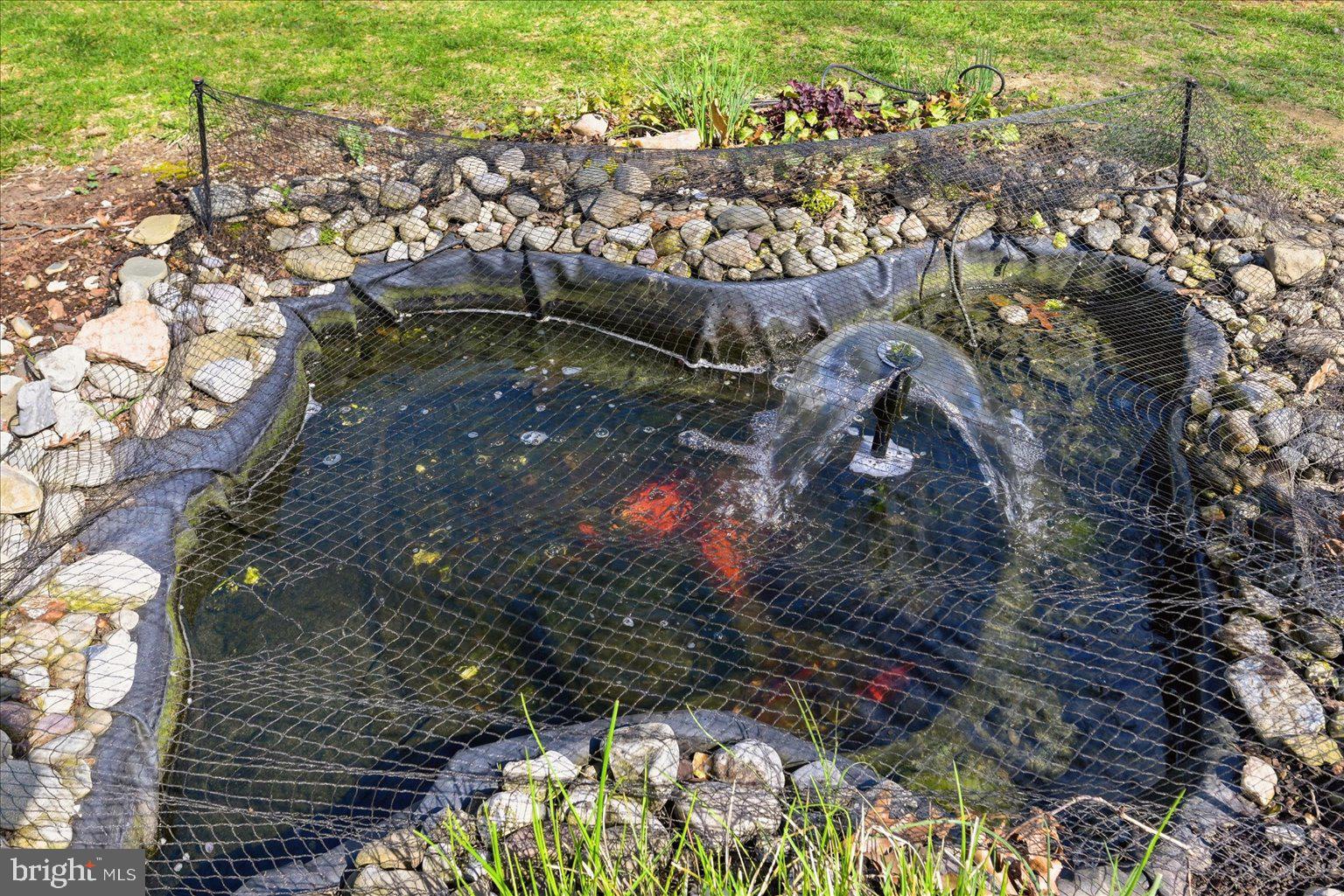 6020 Amherst Avenue Springfield, VA 22150 - Photo 44 of 56 Koi Pond