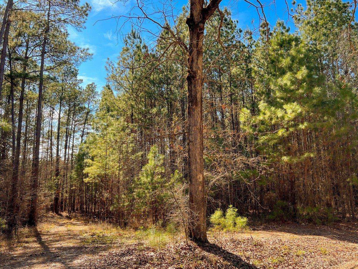 0 Howell Road Corrigan, TX 75939 - Photo 2 of 7