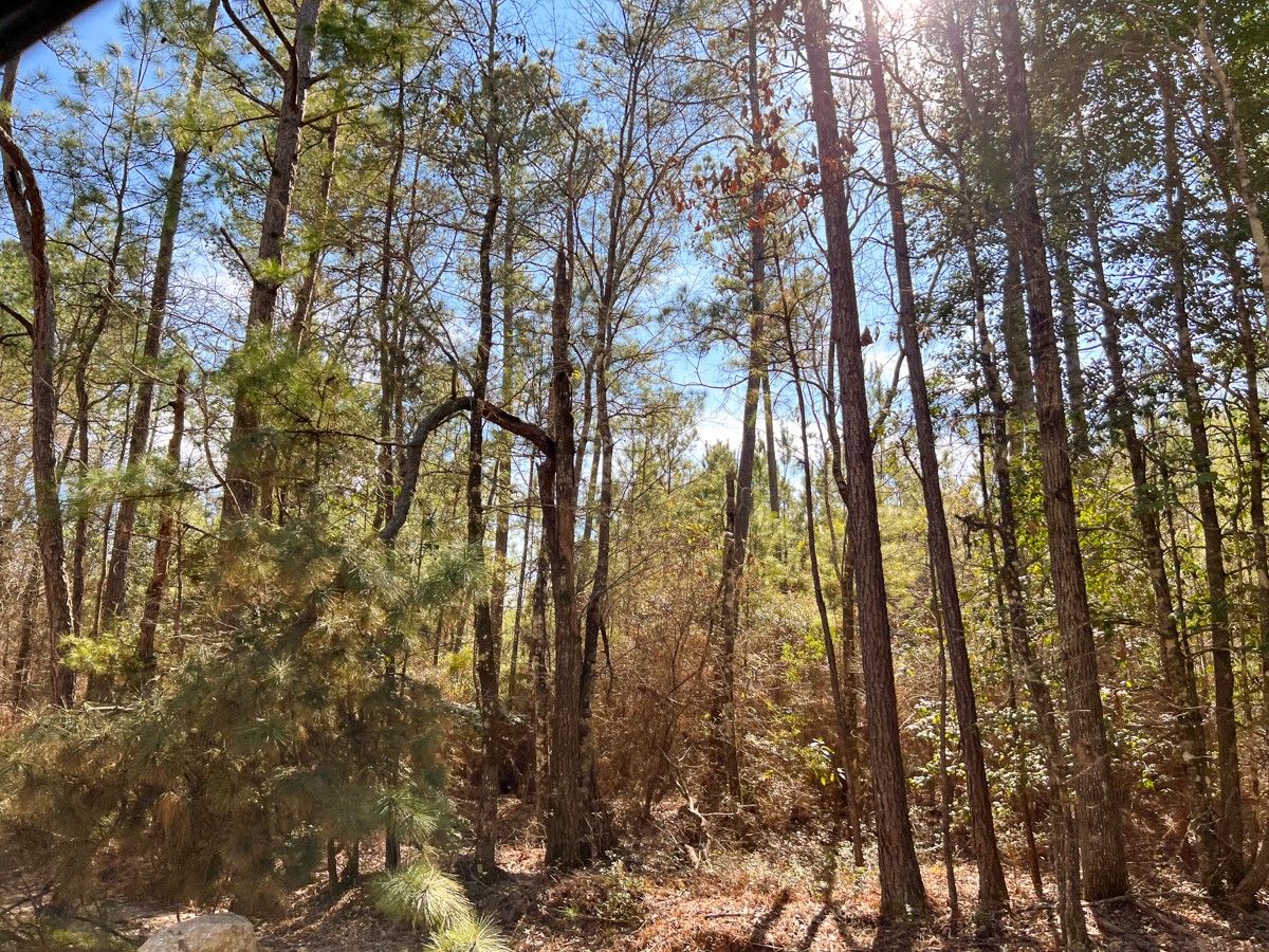 0 Howell Road Corrigan, TX 75939 - Photo 4 of 7