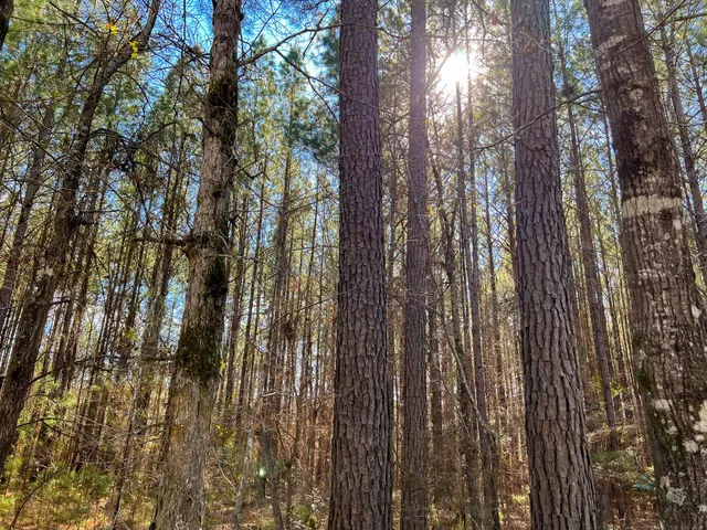 $440,000 | 0 Howell Road, Corrigan, TX 75939