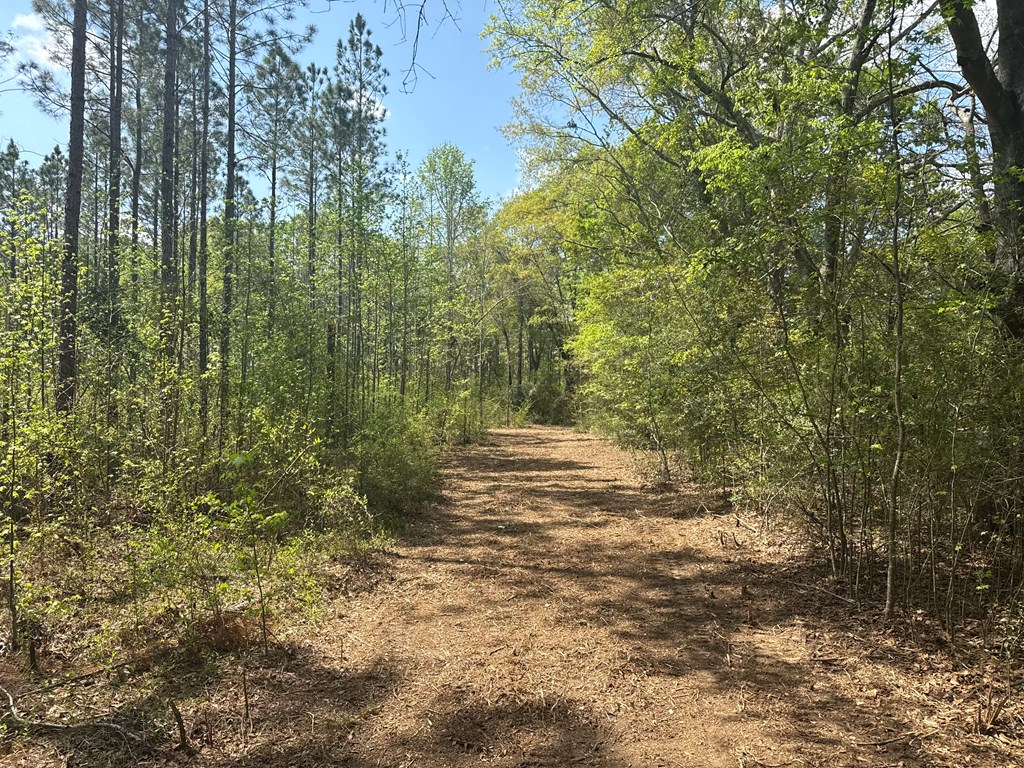0 South County Road Slocomb, AL 36375 - Photo 16 of 17 Gallery Image 16