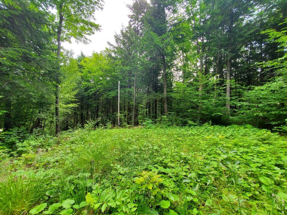 Map18-lot27 Sandy Beach Road Danforth, ME 04424 - Photo 2 of 28 clearing at top of driveway