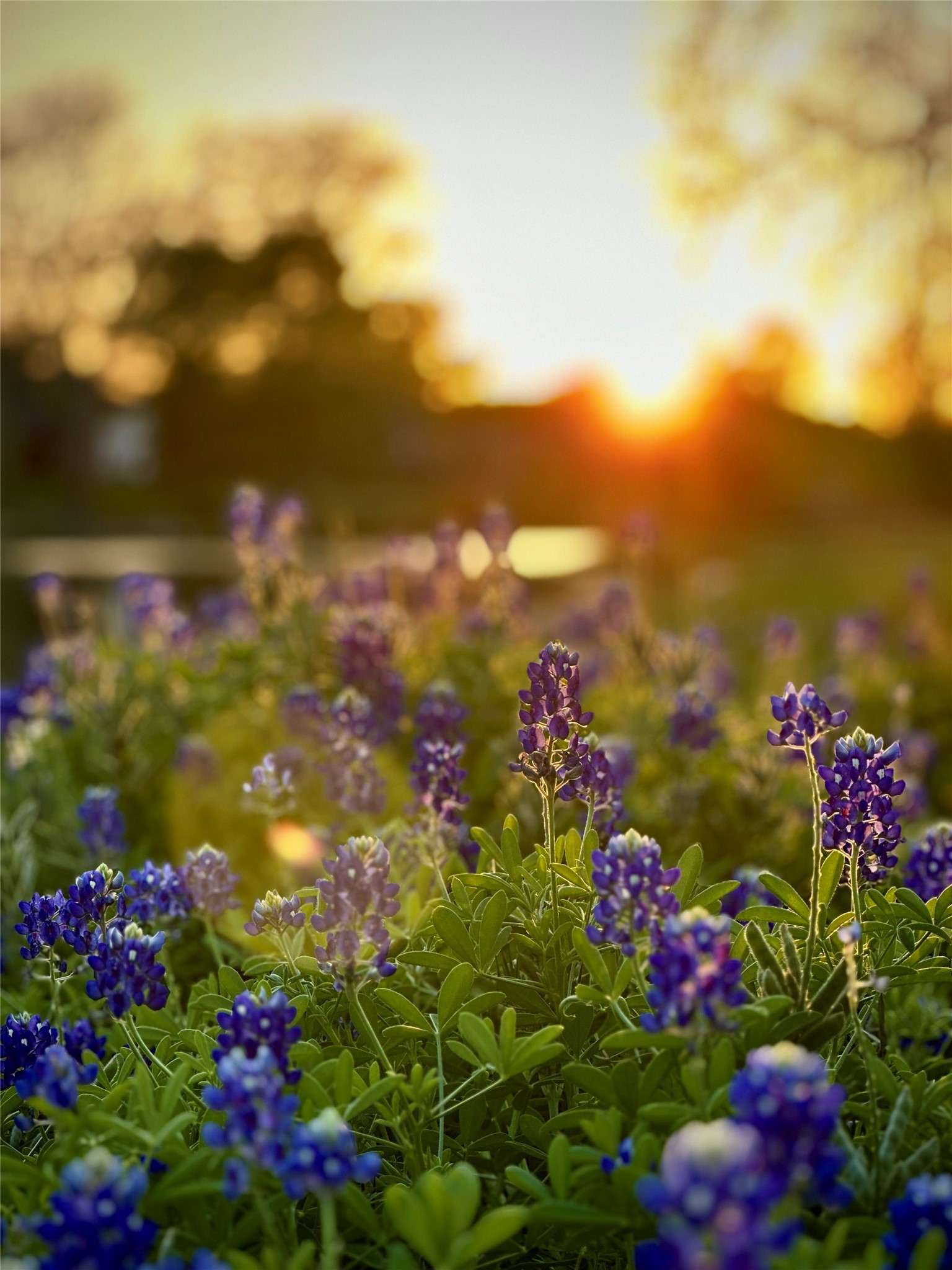 31119 Riverlake Road Fulshear, TX 77441 - Photo 14 of 27 Bluebonnets and wildflowers pop up each Spring in Fulbrook.