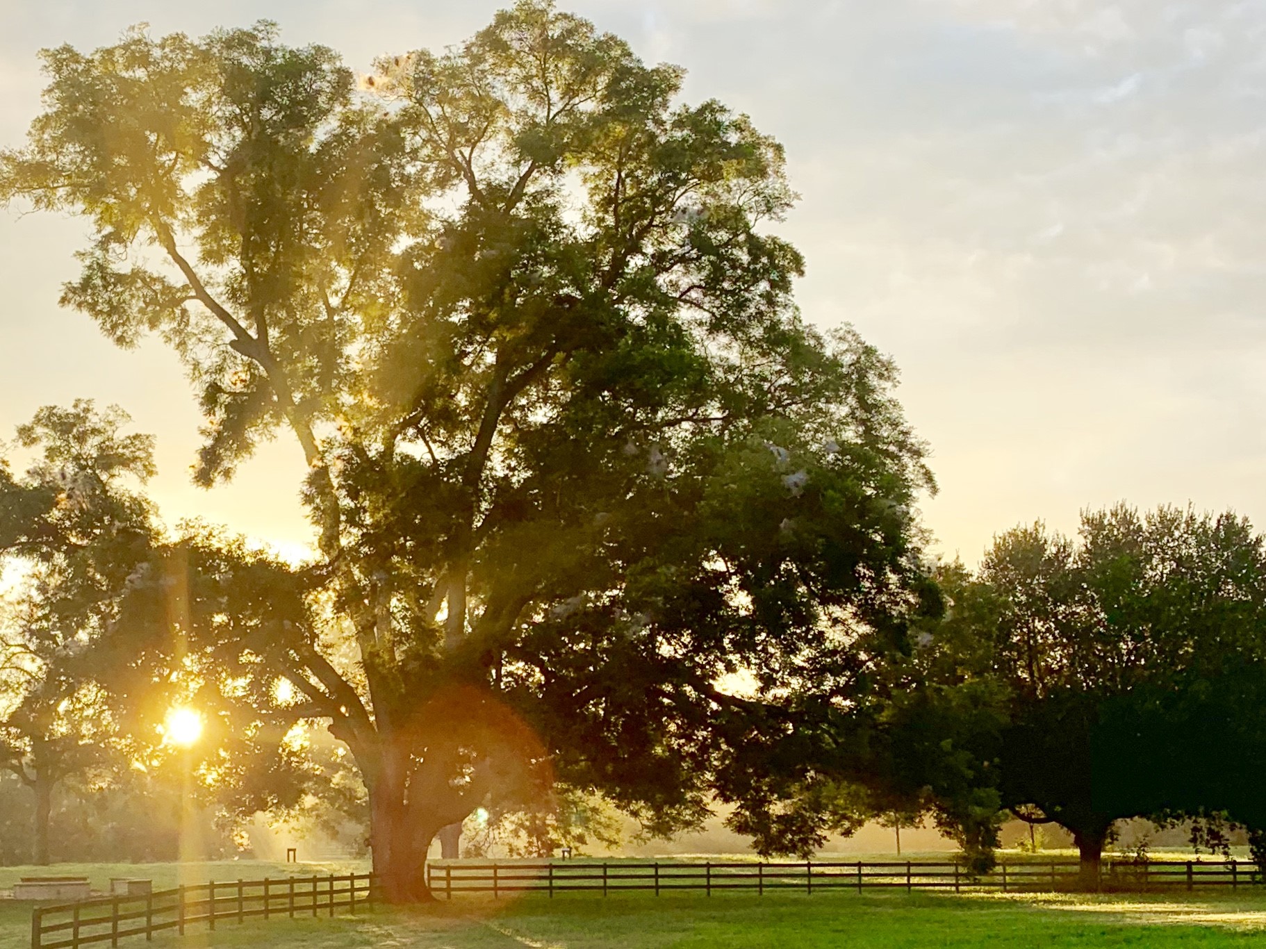 31119 Riverlake Road Fulshear, TX 77441 - Photo 20 of 27 Three hundred year old trees throughout the neighborhood.
