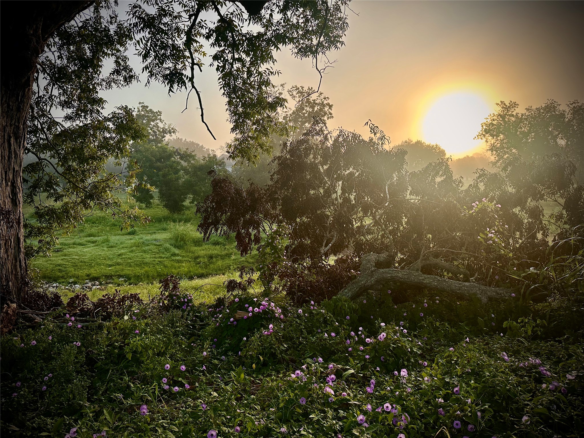 31119 Riverlake Road Fulshear, TX 77441 - Photo 22 of 27 The most beautiful natural landscaping in the World is growing right here in Fulbrook.