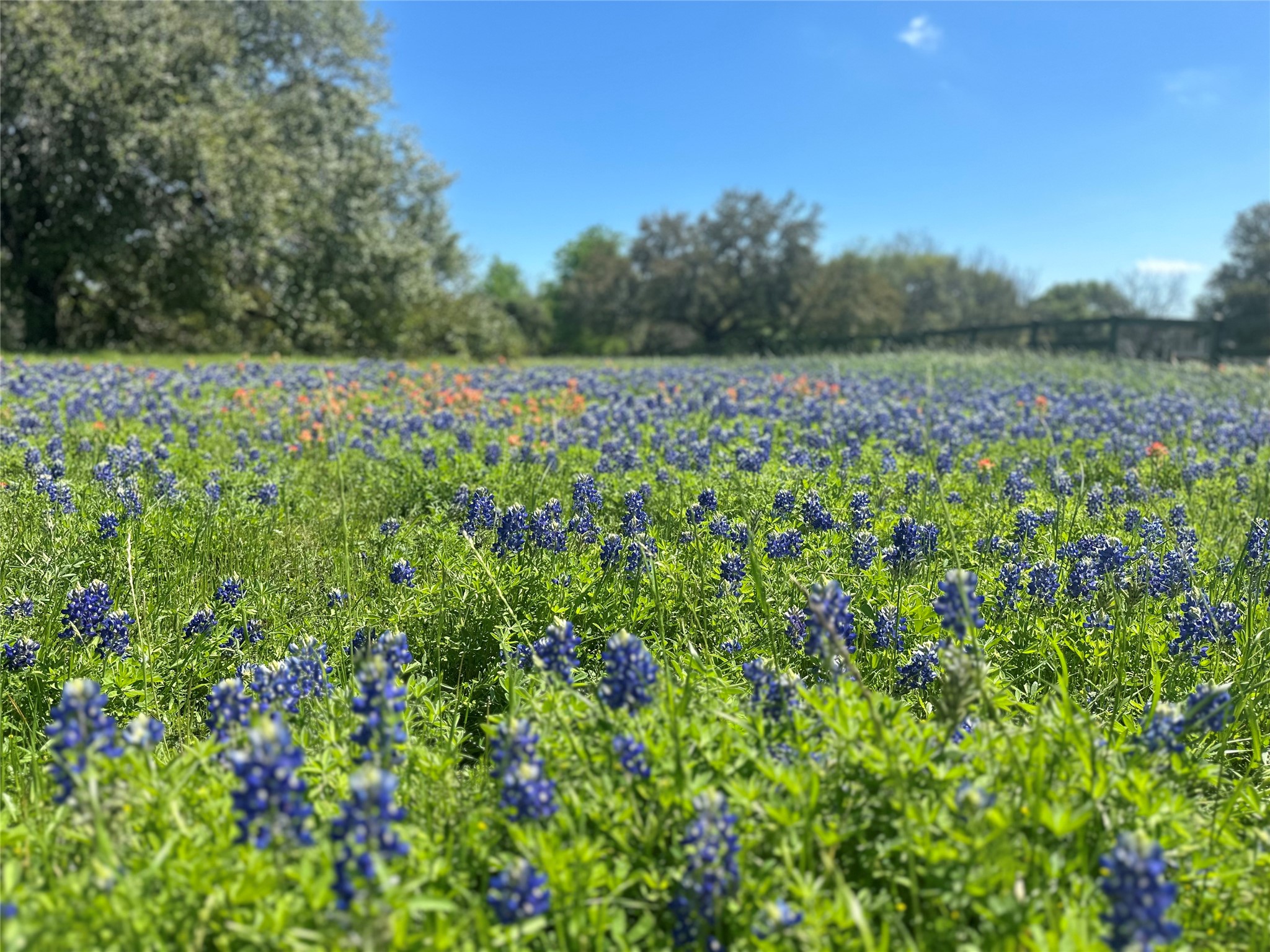 31119 Riverlake Road Fulshear, TX 77441 - Photo 10 of 27 Beautiful fields of wildflowers throughout the neighborhood.
