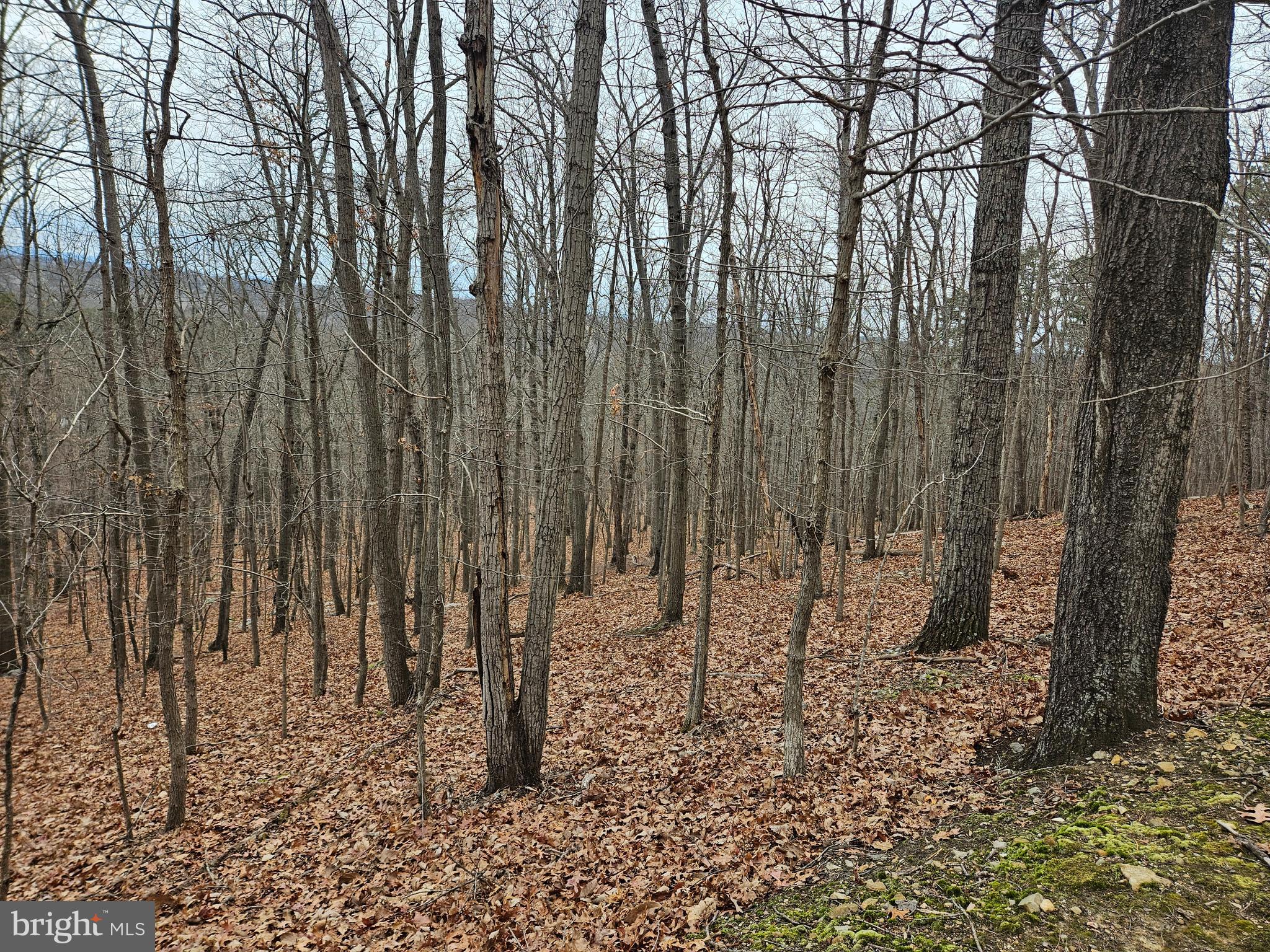 Chapman Lane Boyce, VA 22620 - Photo 4 of 10 Peaceful Wooded 5.5 Acre Lot in Clarke County