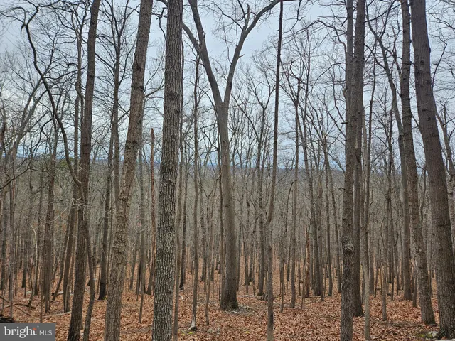 a view of lots of trees