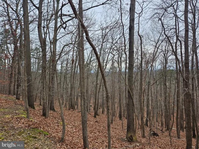 a view of a forest with large trees