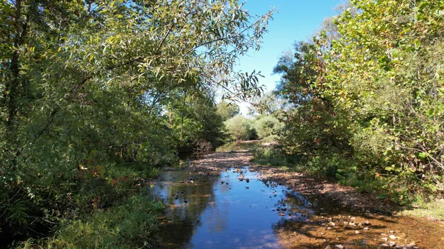 a view of river covered with trees