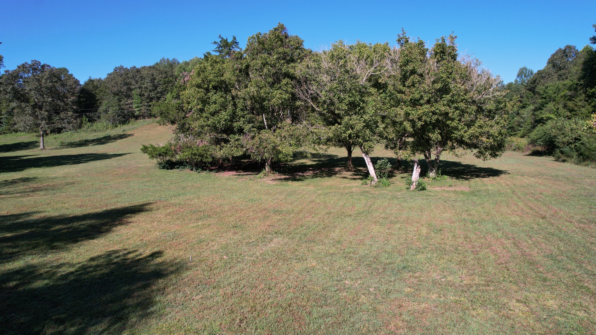 446 Grinder Creek Road Hohenwald, TN 38462 - Photo 7 of 11