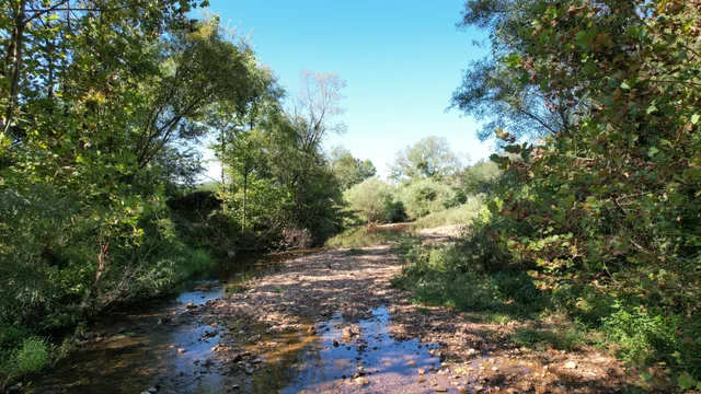 a view of a tree in a yard