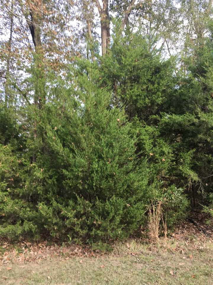 0 Bear Creek Road Utica, MS 39175 - Photo 1 of 1 Photo 1