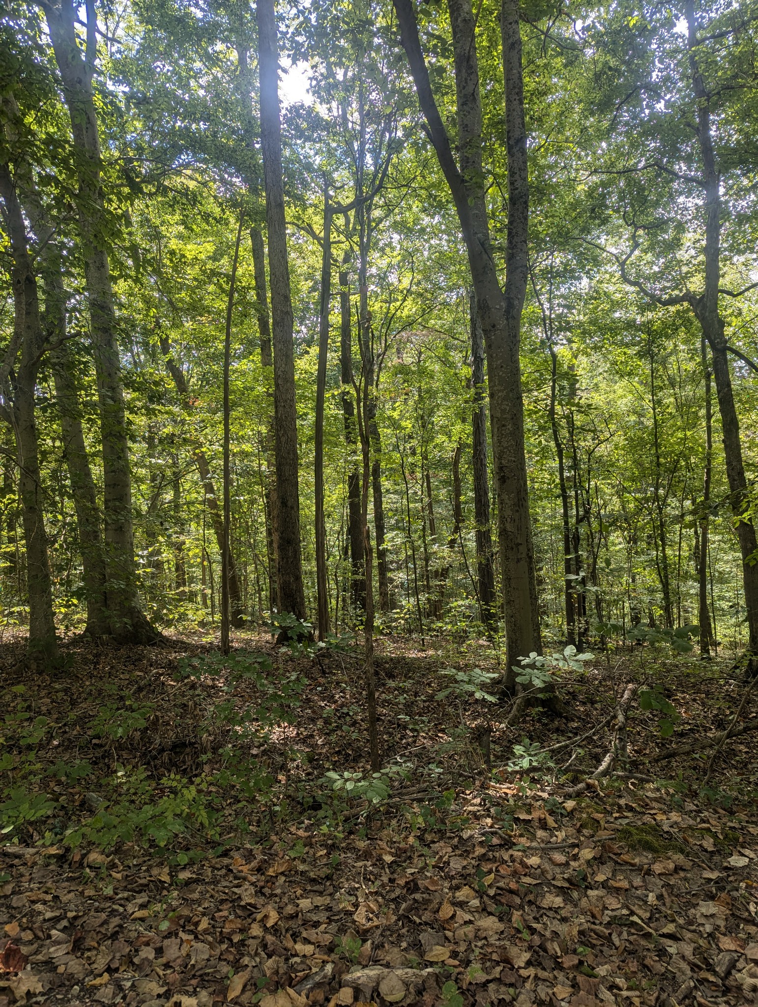 0 Meadows Road Cumberland Furnace, TN 37051 - Photo 2 of 3