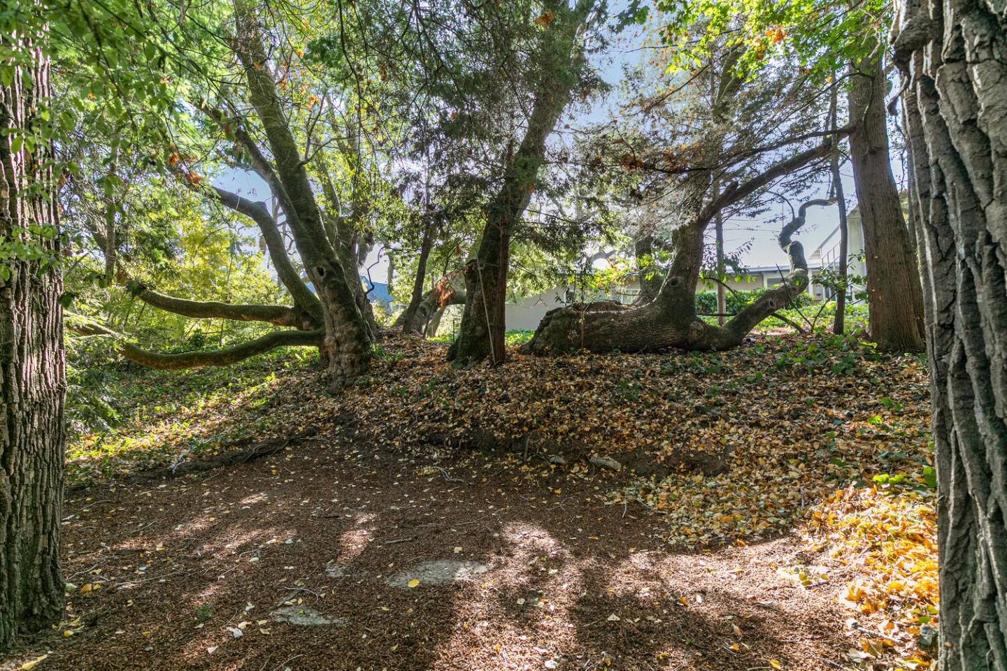 170 Bridge Road Hillsborough, CA 94010 - Photo 13 of 15 a big yard with lots of green space