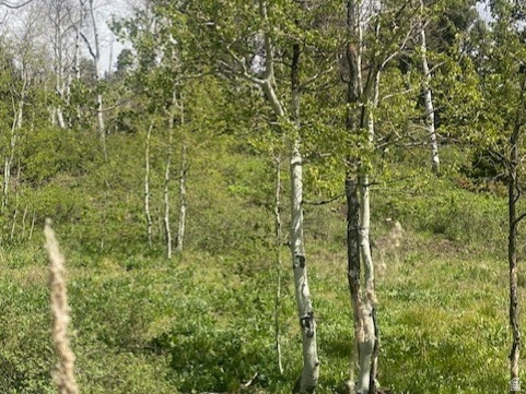 1798 West Alexander Road, Unit G65 Coalville, UT 84017 - Photo 10 of 11 Natural landscape featuring a collection of deciduous and evergreen trees, with a prominent grove of aspens