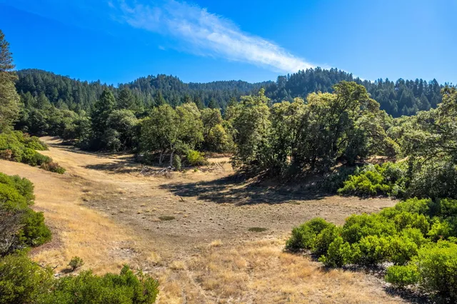 a view of a yard with a tree