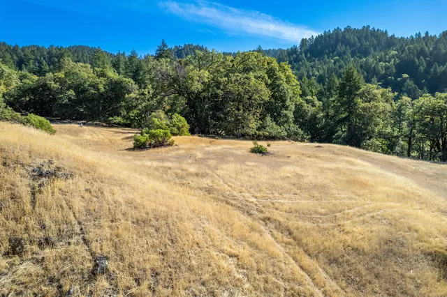 a view of a tree in a yard