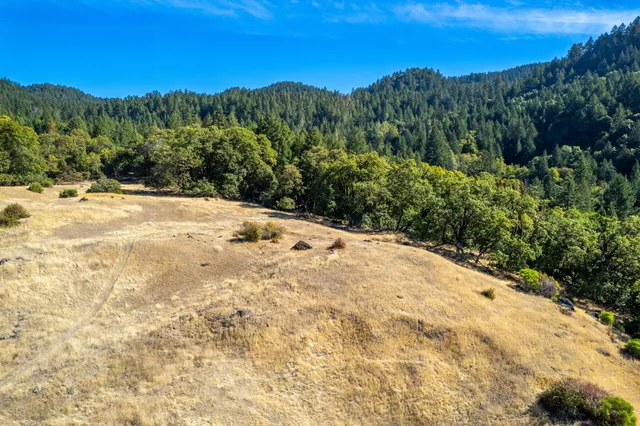 a close up of a tree