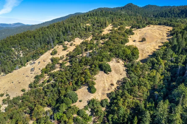a view of a bunch of trees and bushes