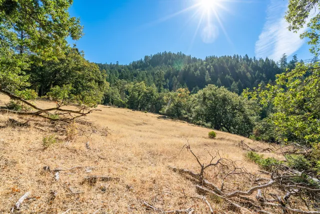 a view of a yard with a tree