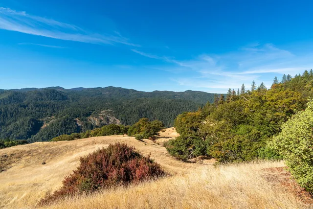 a view of a dry yard with trees