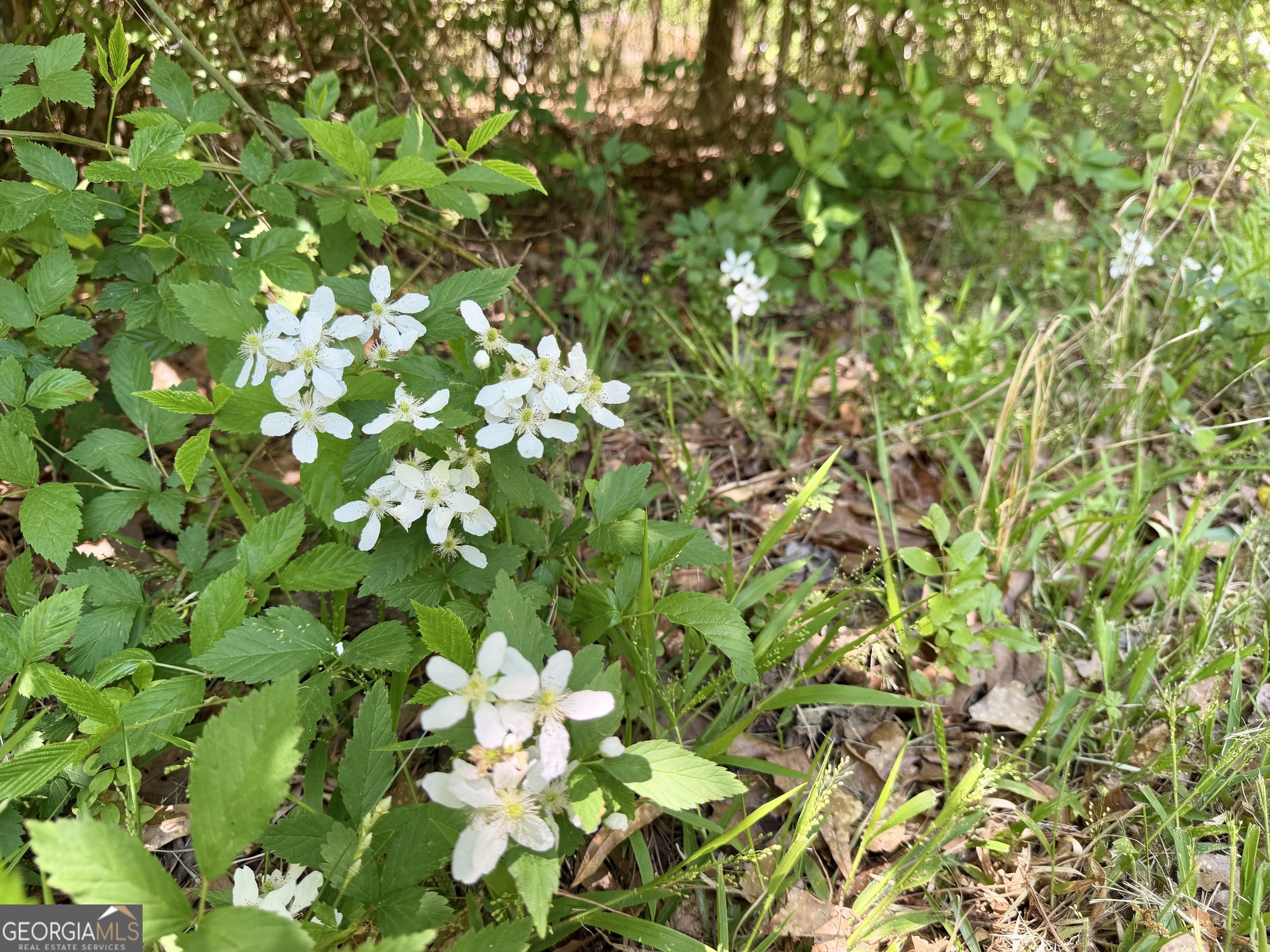 276 Oglesby Bridge Road Southeast Conyers, GA 30094 - Photo 11 of 49 a view of flowers