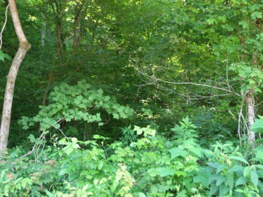 Belltown Road Tellico Plains, TN 37385 - Photo 3 of 7 Additional Photo