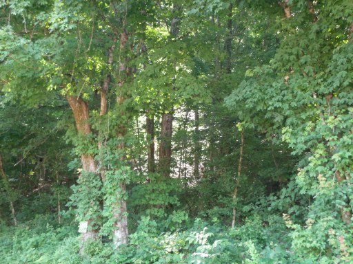 Belltown Road Tellico Plains, TN 37385 - Photo 4 of 7 Additional Photo