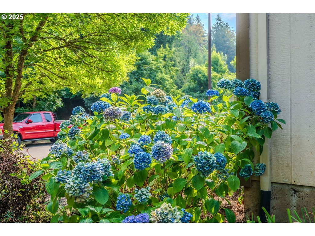 37702 Hamilton Ridge Drive Sandy, OR 97055 - Photo 8 of 44 a backyard of a house with lots of green space and a fountain