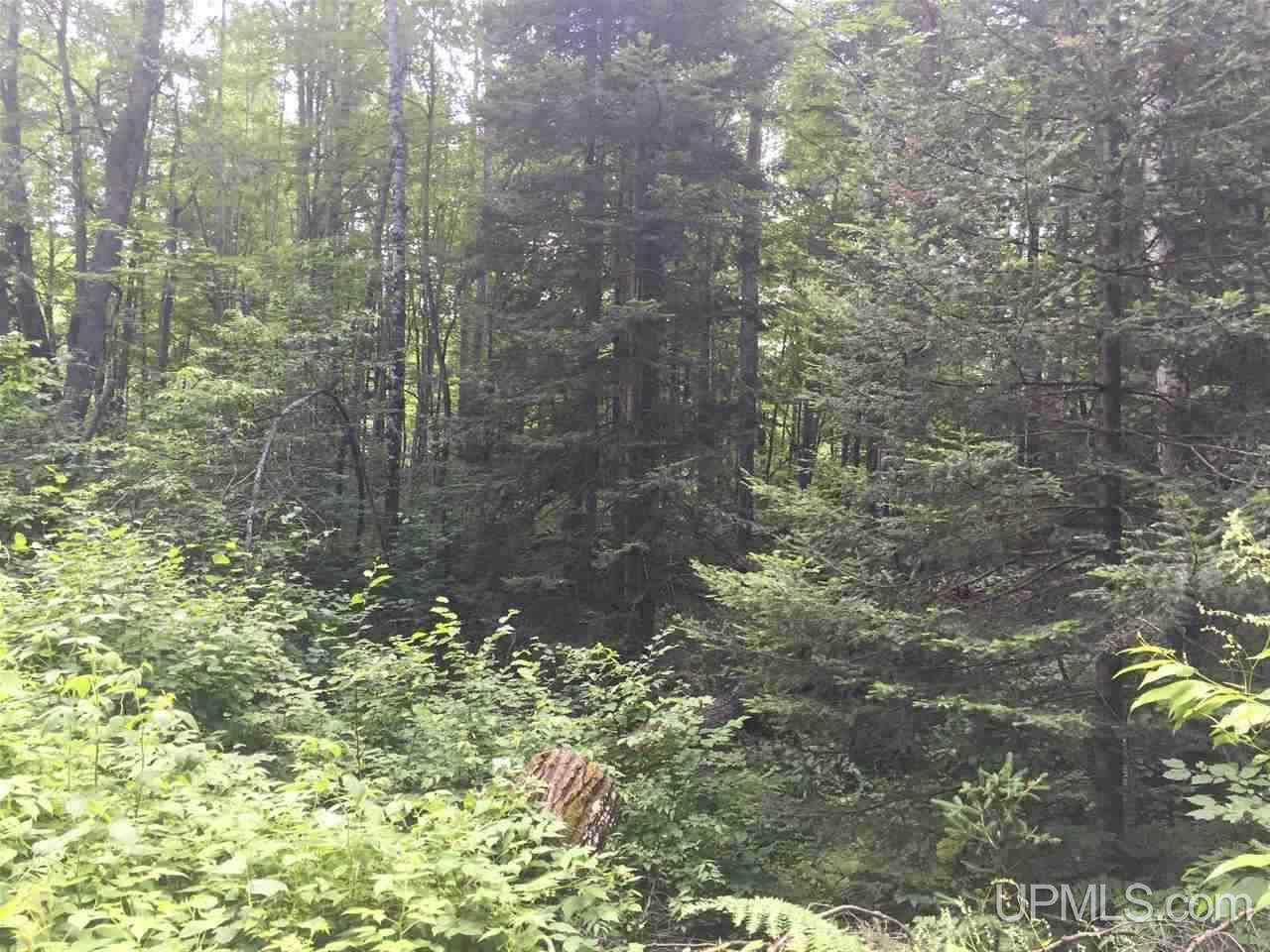 Tbd Simons Lake Road Republic, MI 49879 - Photo 19 of 25 Gallery Image 19
