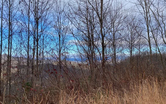 a view of trees in a yard