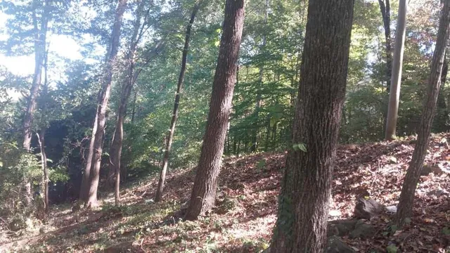 a view of a forest with trees