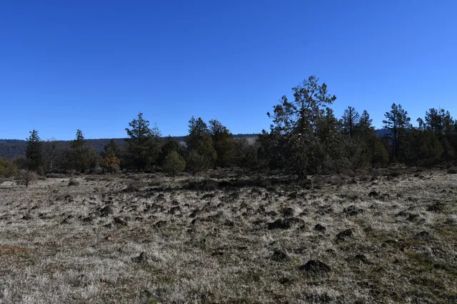 a view of a dry yard with trees in the background