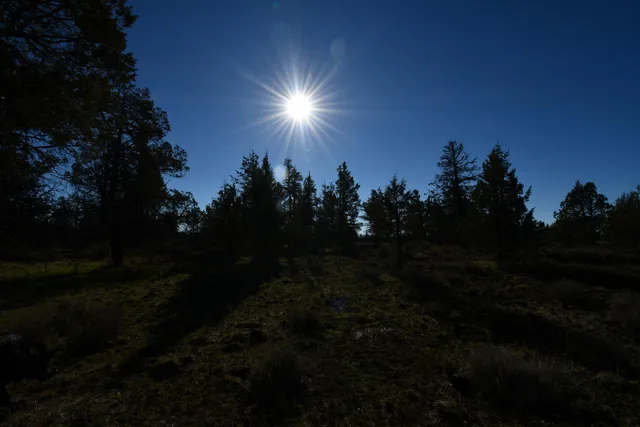 a view of a dry space with a tree in the background