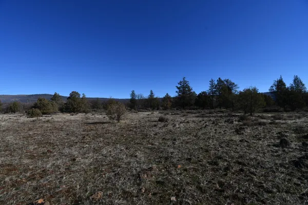 a view of a dry yard with trees in the background