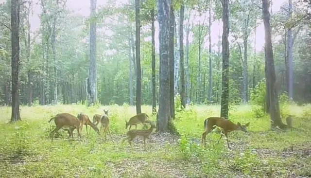 $150,000 | 450 River Blf Trail, St. Stephen, SC 29479