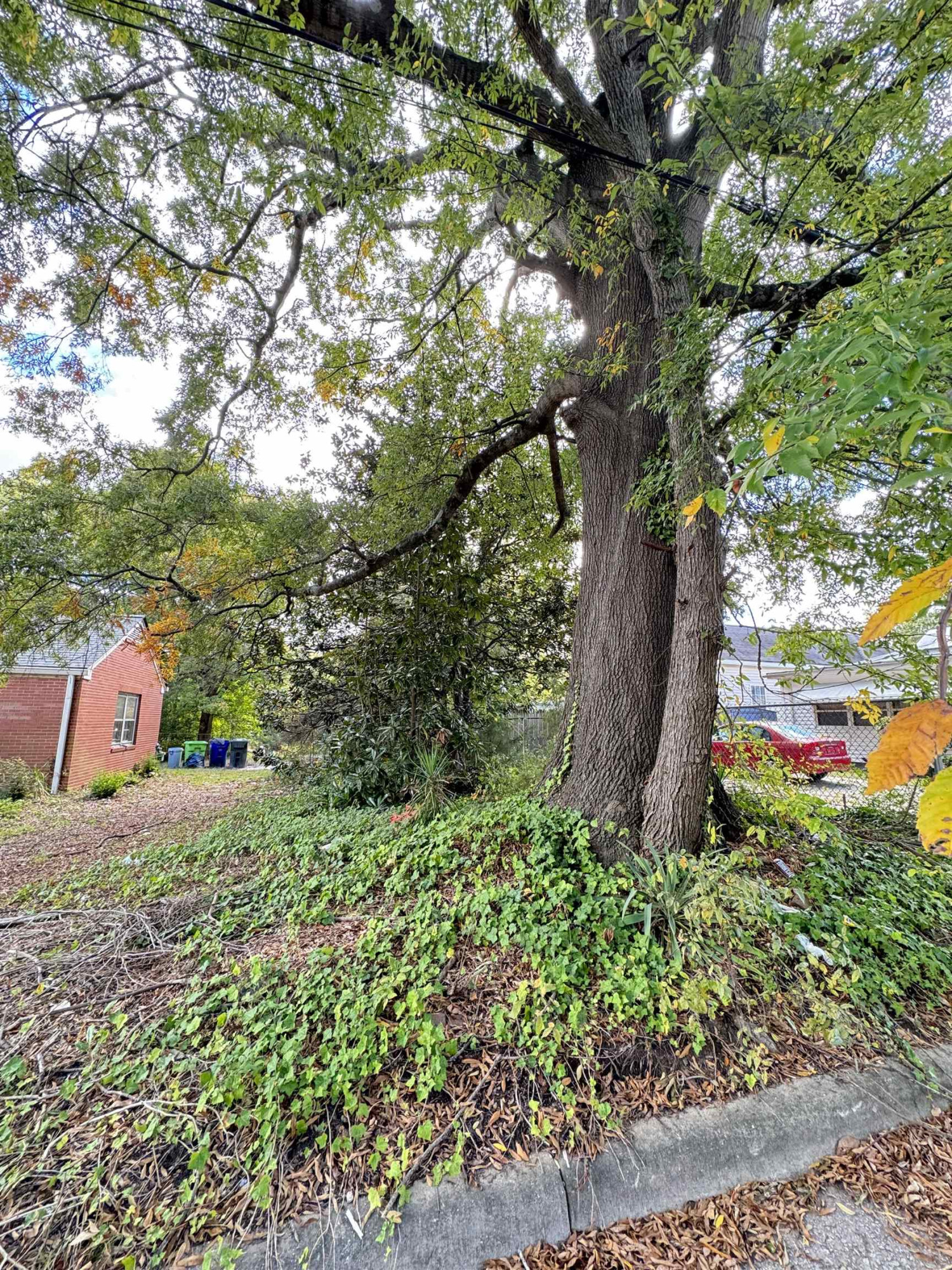 1304 East Jones Street Raleigh, NC 27610 - Photo 5 of 13 a view of a garden with plants and large trees