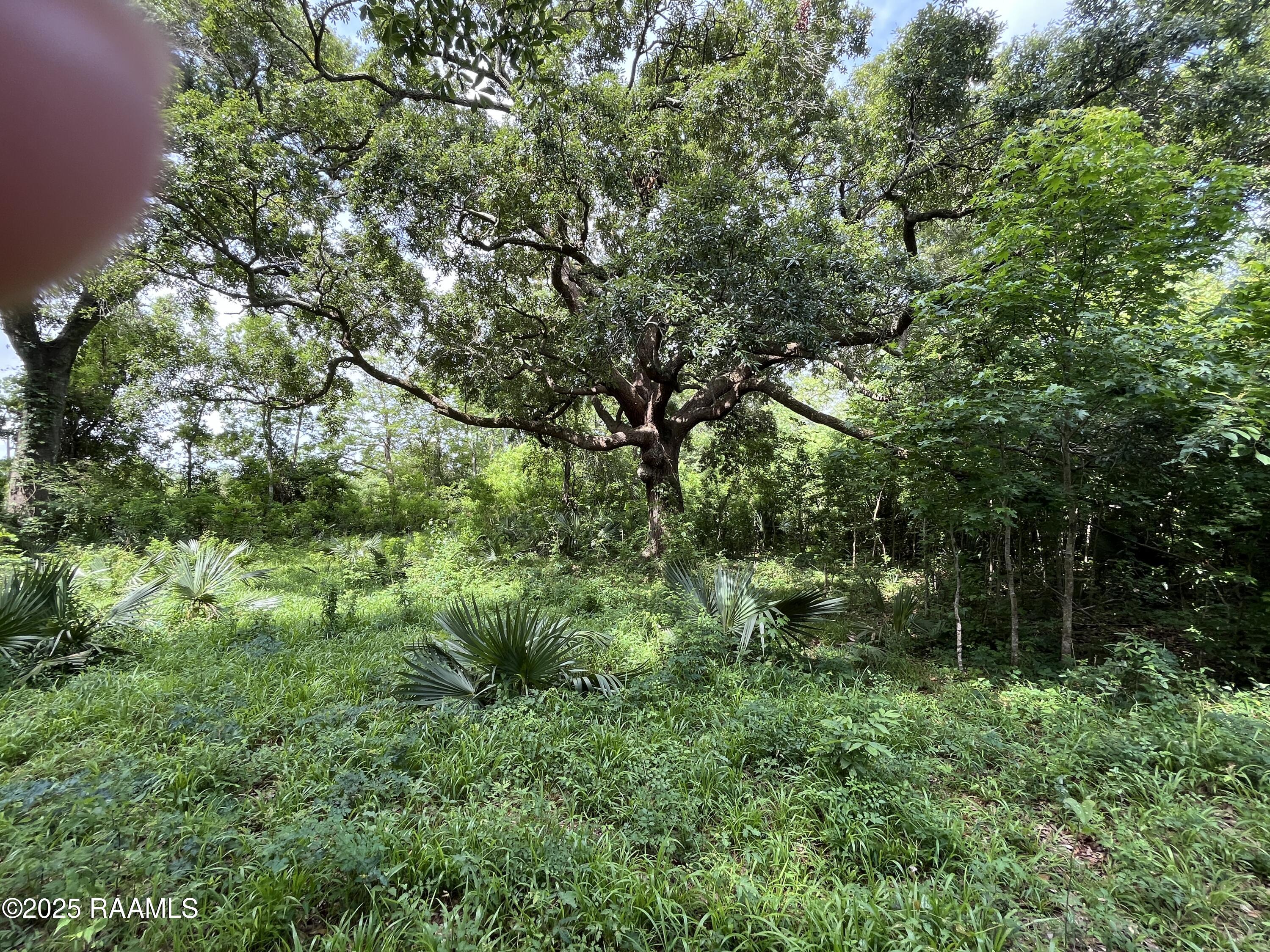 1 Keno Road Abbeville, LA 70510 - Photo 6 of 11 IMG_7728