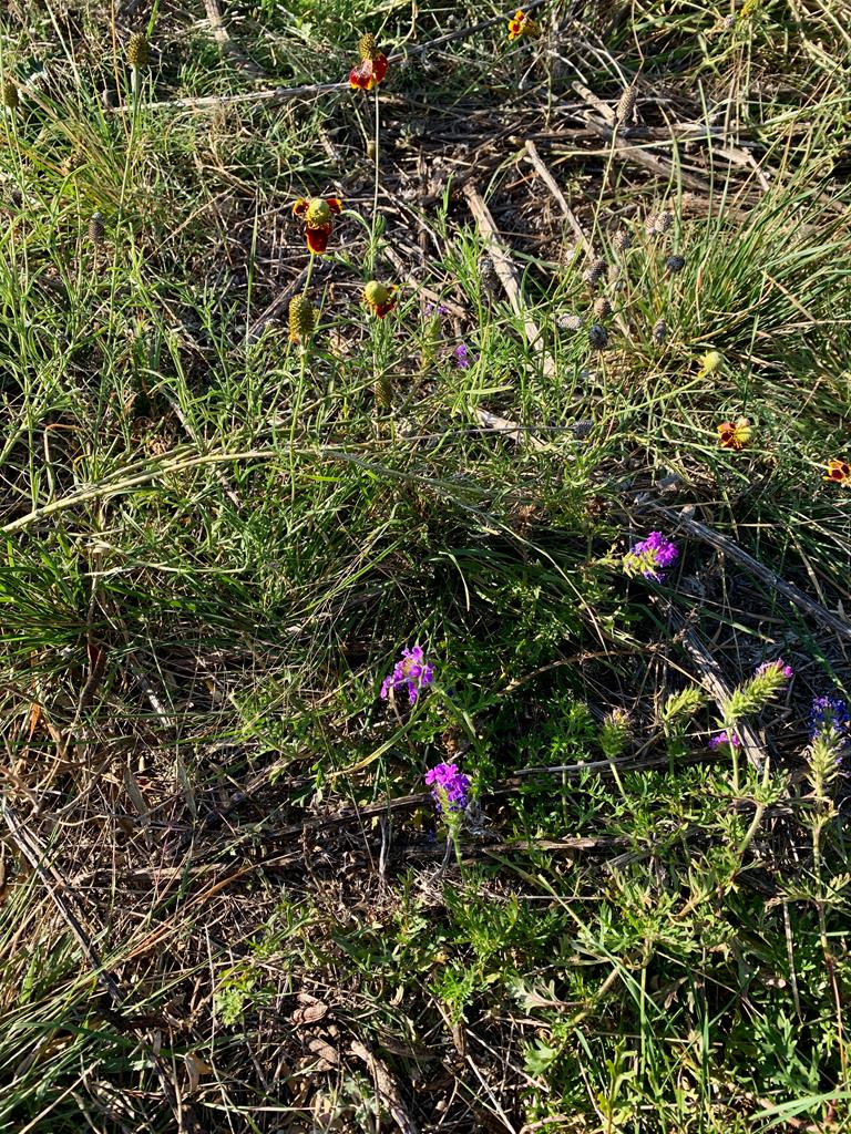 Lot 37 Dancing Sun Road, Unit 37 Fredericksburg, TX 78624 - Photo 9 of 13