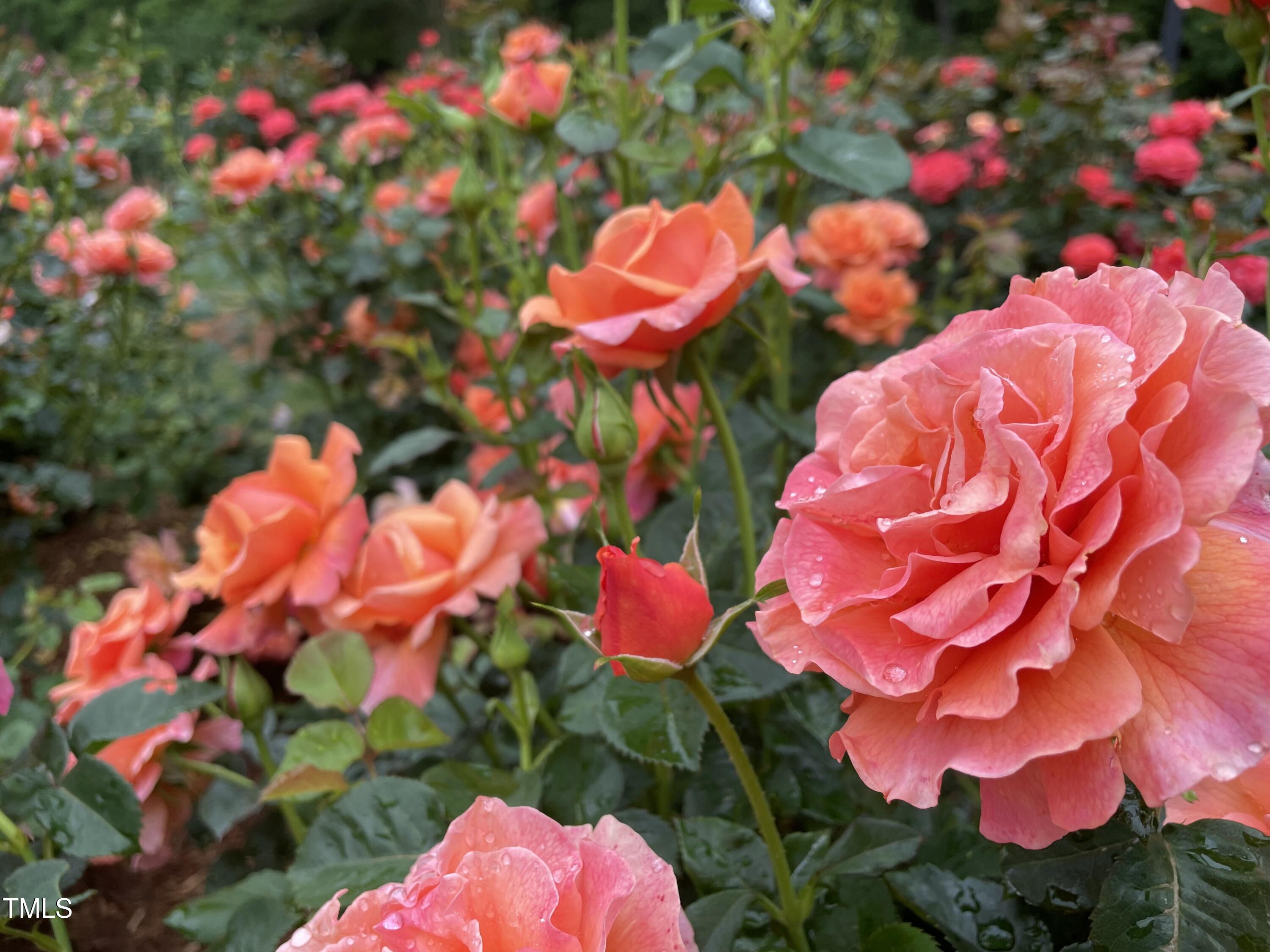 2506 Everett Avenue Raleigh, NC 27607 - Photo 40 of 45 a view of a flower