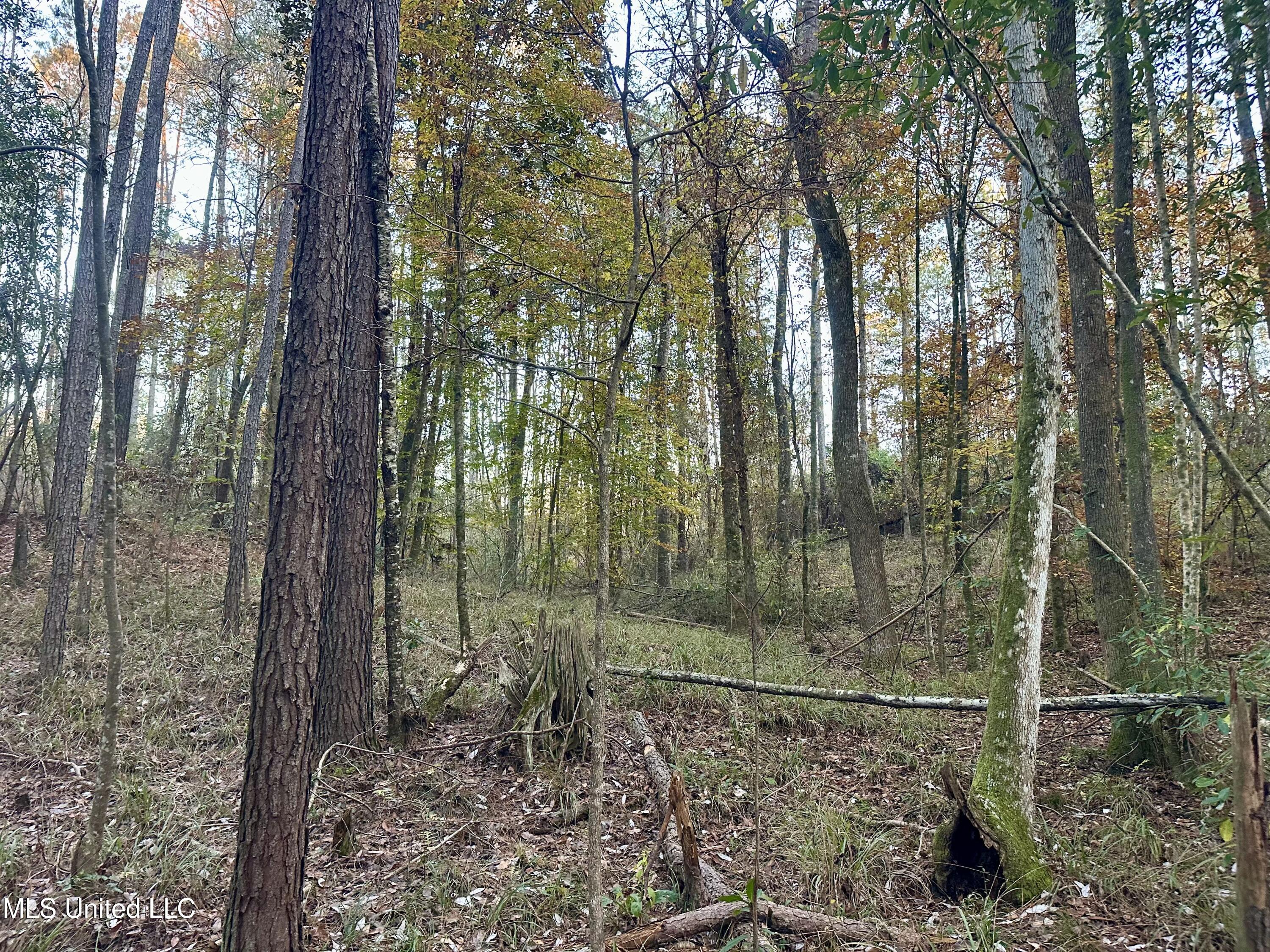 0 Monticello Road Wesson, MS 39191 - Photo 5 of 9 Photo Dec 09 2025, 4 42 40 PM