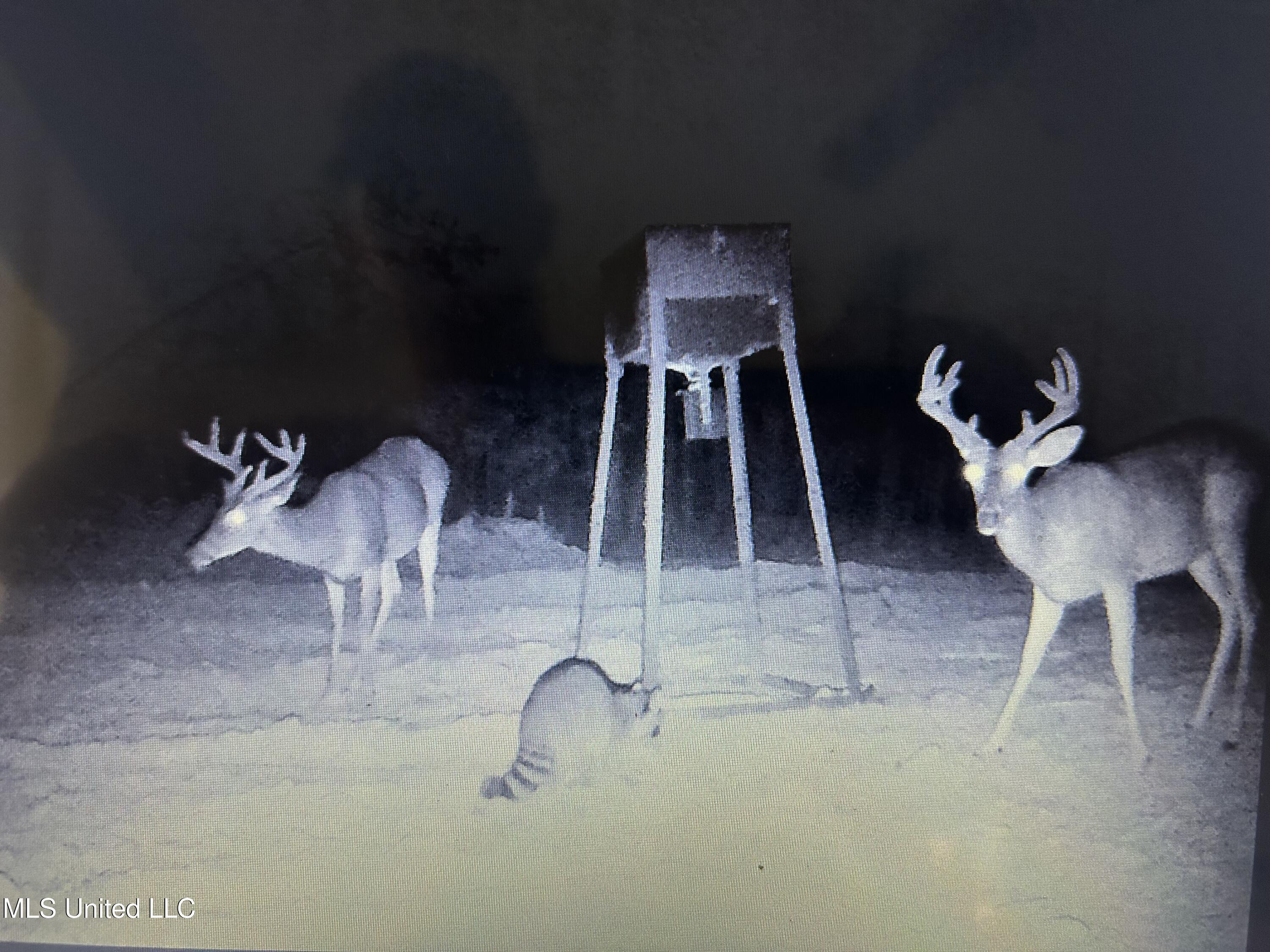 0 Monticello Road Wesson, MS 39191 - Photo 8 of 9 IMG_5644